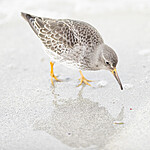 BB 13 0633 / Calidris maritima / Fjæreplytt